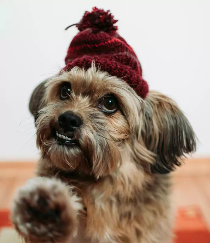 Ne, raději OVEE čepicu!